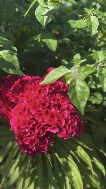 @bhawanayadu06