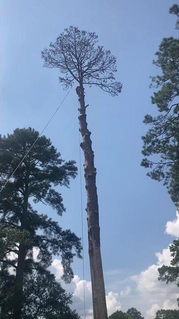 @The Tree Assassins