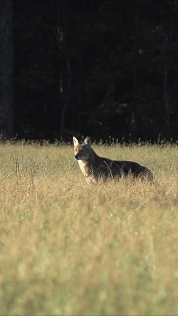 @FOXPRO Game Calls