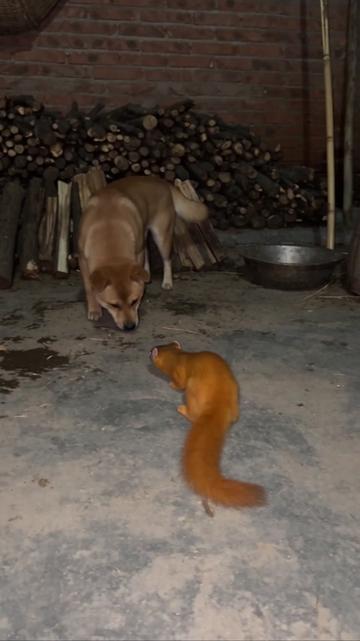 @NutsyFarm