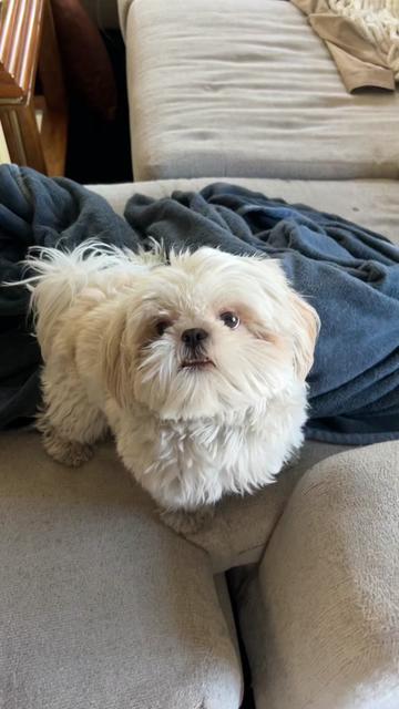 @Hugh the Shih Tzu