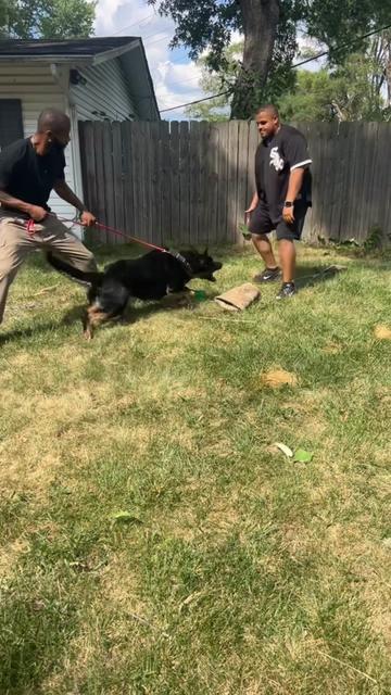 @Boss Canine