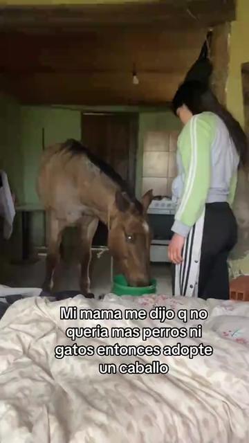@Horses TikTok