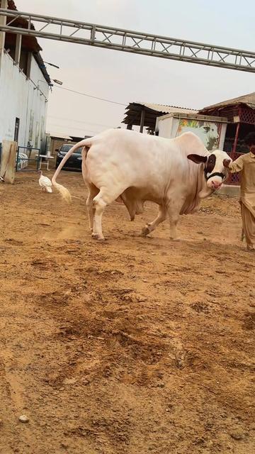 @Karachi Bull lovers