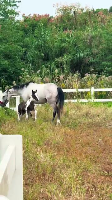 @Horses TikTok