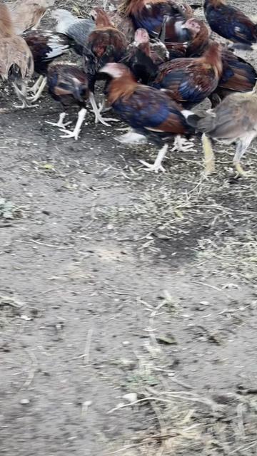 @TOTOKA GAMEFARM