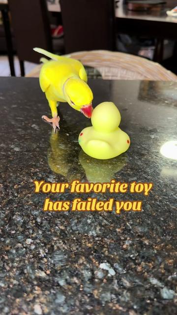 @Yamy levy