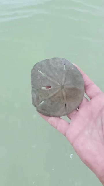 @Southwest Florida Shelling