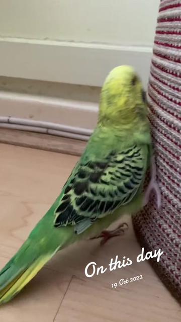 @Blu_the_budgie 🇹🇹