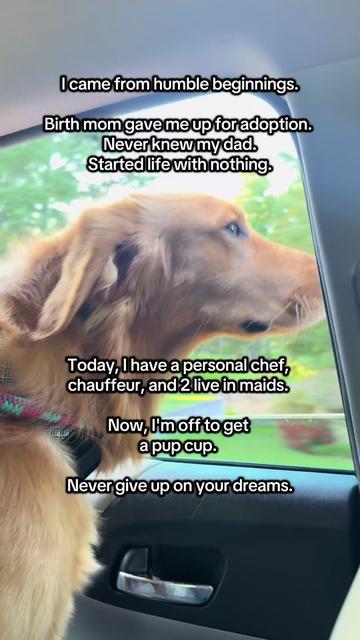 @Charlie the Golden