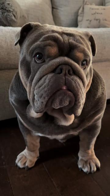 @RawlsTheBulldog