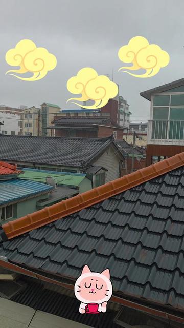 @🌺시라소니[본]🌺