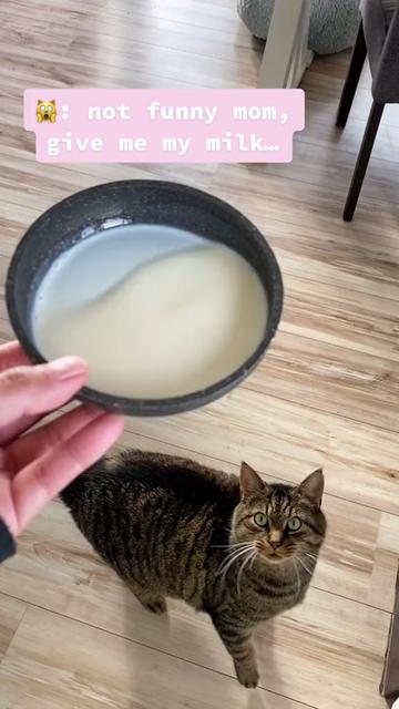 @Joep_the_ rescuecat