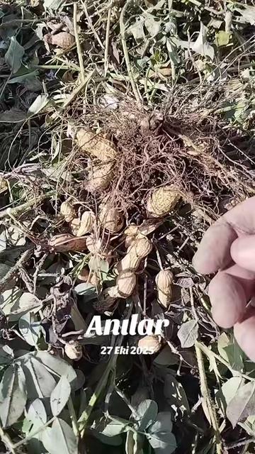 @hanım💐ağa🌹46