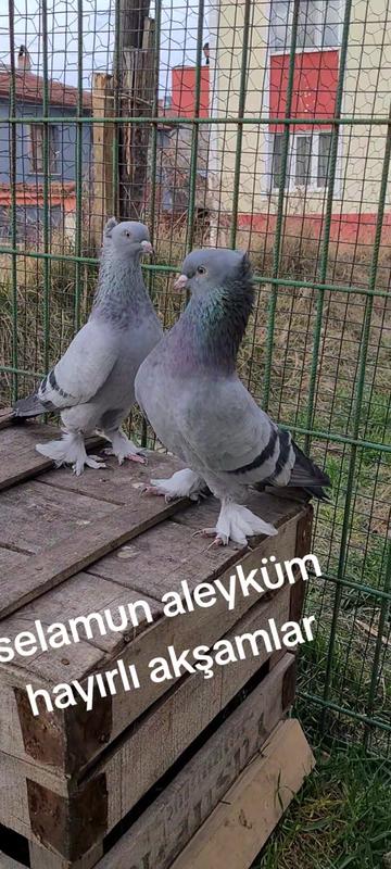 @huseyinsagir