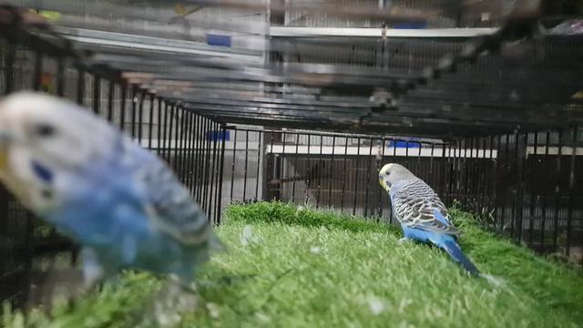 @ROYAL BIRD US