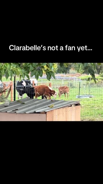 @WollamFarm