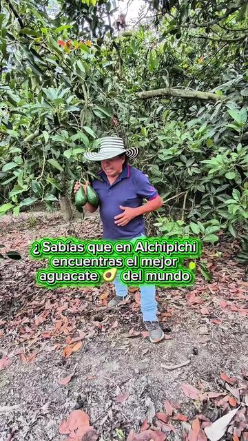 @tour del aguacate