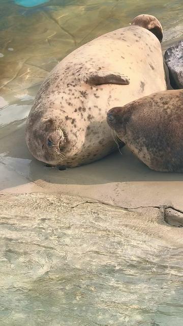 @Seal2028