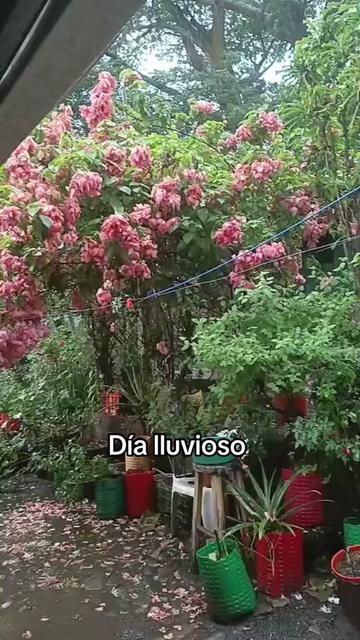 @vero350chiquita