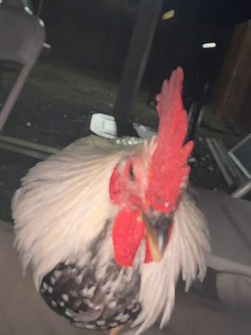 @A.MENDOZA.FARM.USA 74HWY