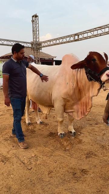 @Karachi Bull lovers