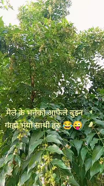@kesariratna