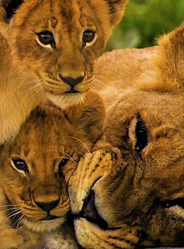 @look animals