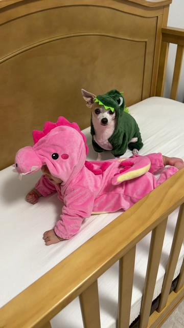 @Bao the Chihuahua