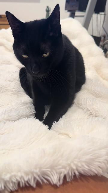 @Oscar Jeremy the cat!