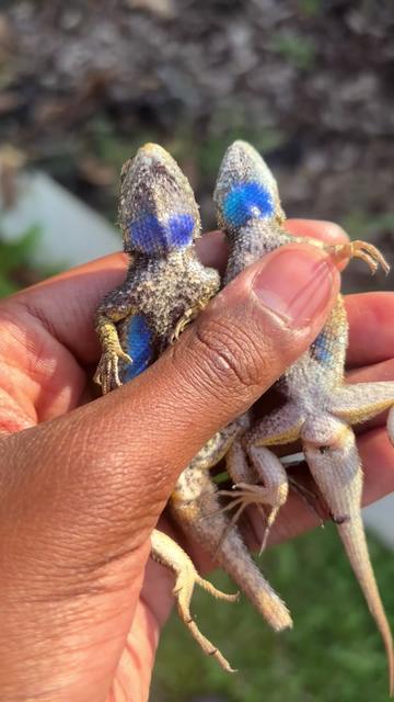 @reptileguyat