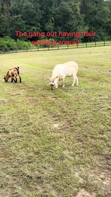 @Our Family Farm