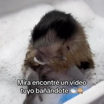 @saulburgosp