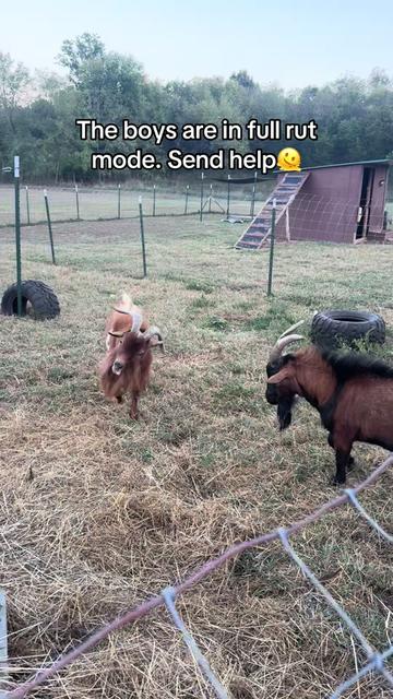 @Momma Tay🐐🐓👩🏼🌾💕