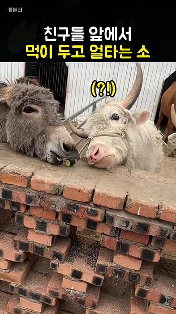 @개블리