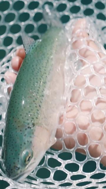 @wildcaughtoutdoors