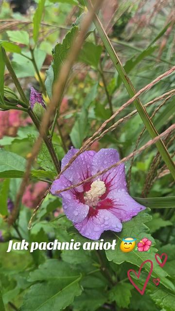 @🌺🪻aasia🌺🪻