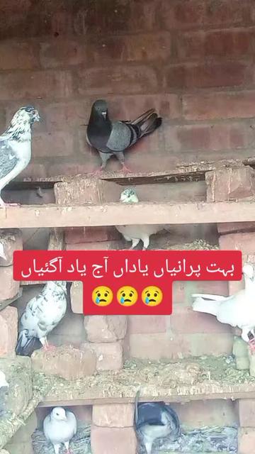@Arslan Alvi 🇵🇰🇵🇰