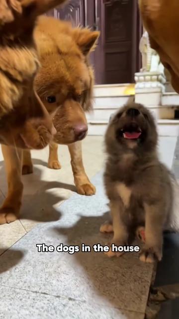 @ZoomieZoo