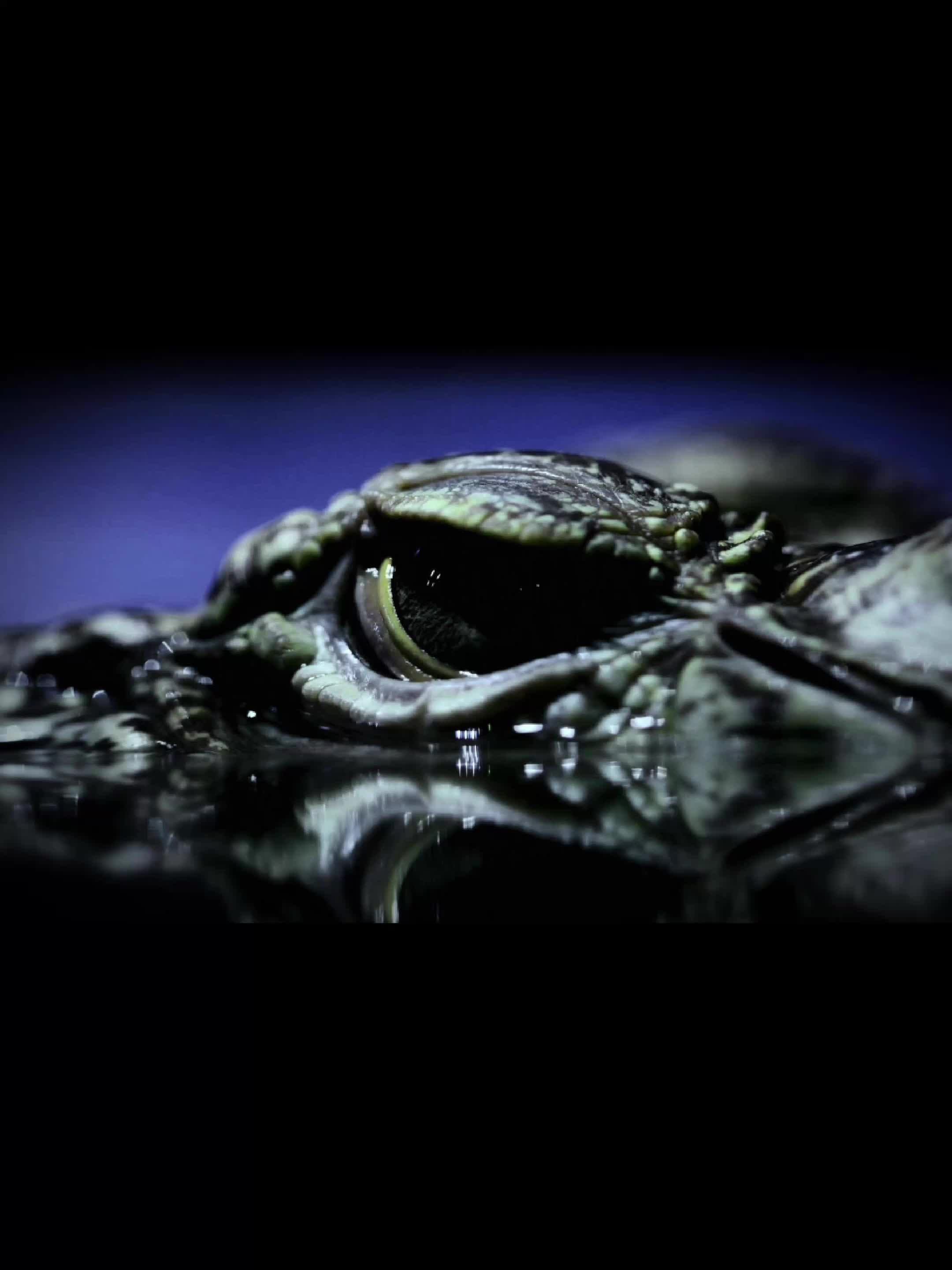 @Alissa White-Gluz