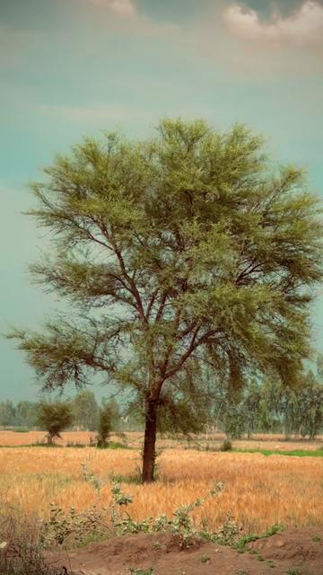 @نیازی