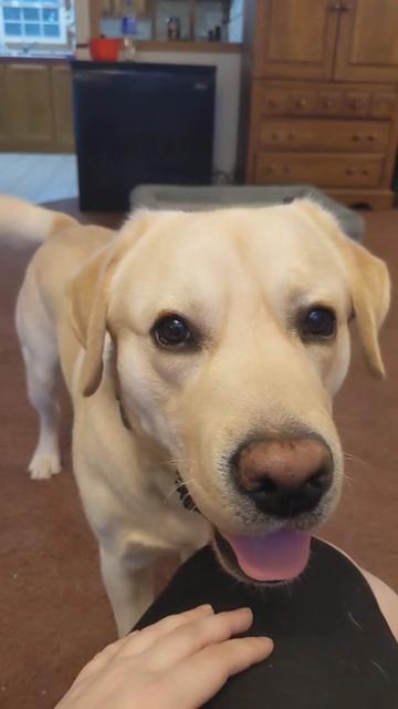@Service Pup Milo