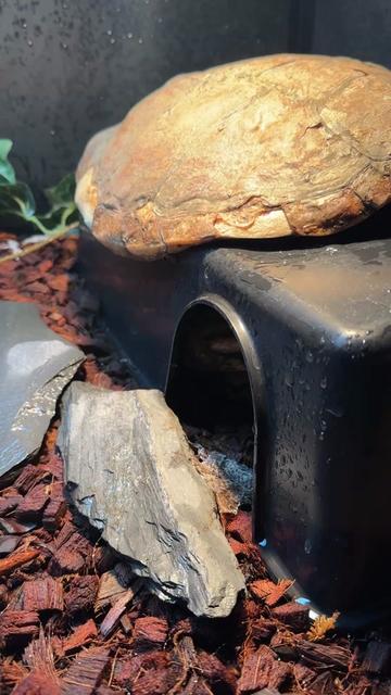 @Jax’s Reptiles!