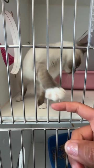 @Oakland Animal Services