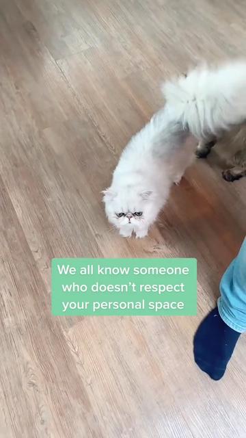 @Dutchkittycat