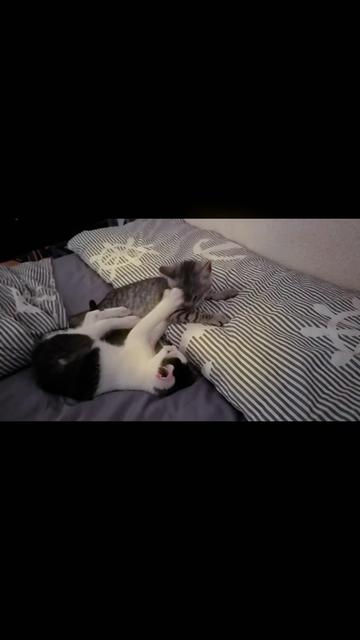 @ミ★ 𝘚𝘤𝘩𝘸𝘦𝘱𝘱𝘦𝘴 ★彡