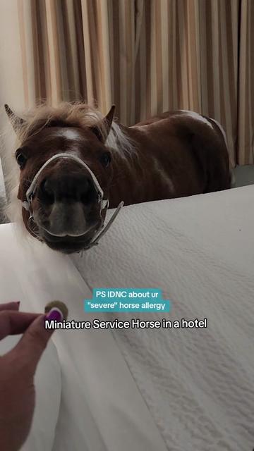 @minihorsemomandtrainer🐴🐴🐴🐴