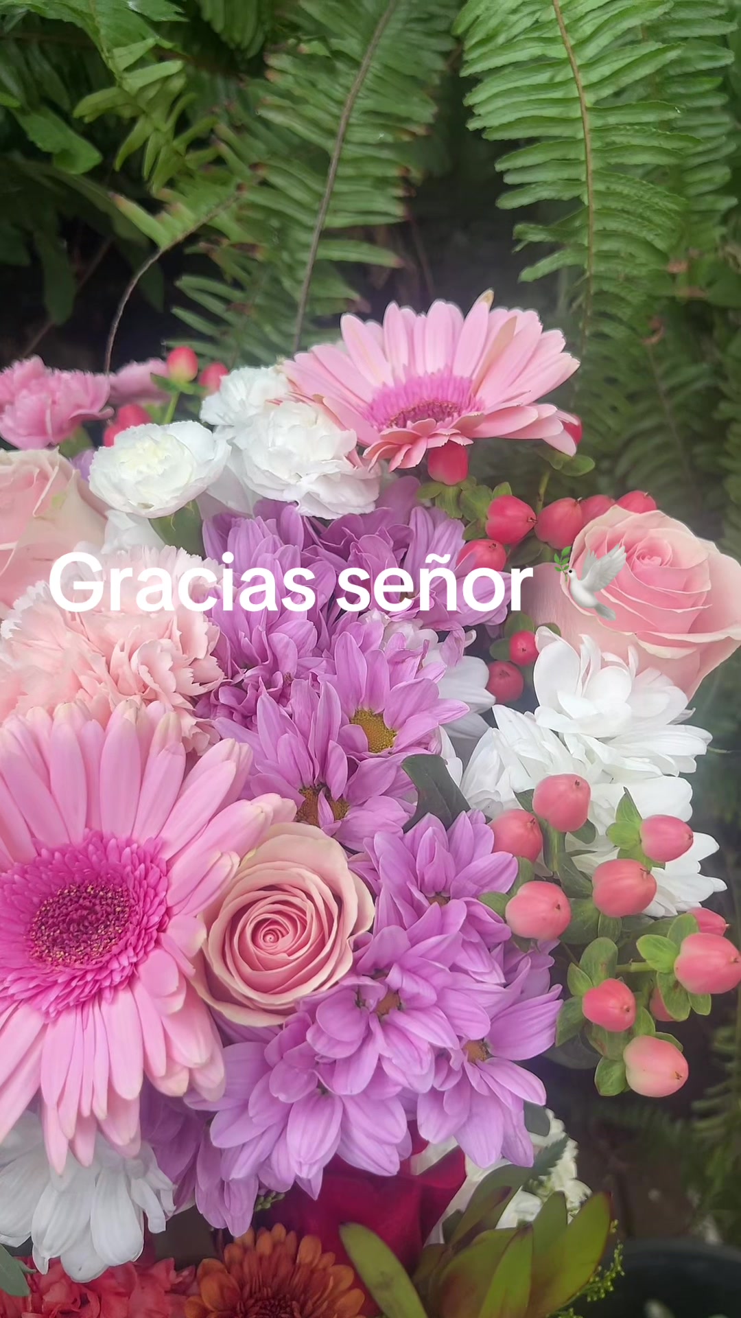 @Maria succulents 🕊️🐚