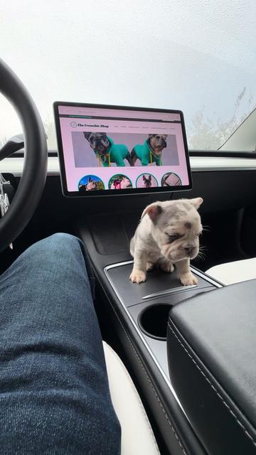 @TheFrenchieShop