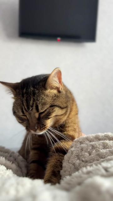 @Спасенные с улицы котики ❤️